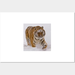 Siberian Tiger in Snow Posters and Art